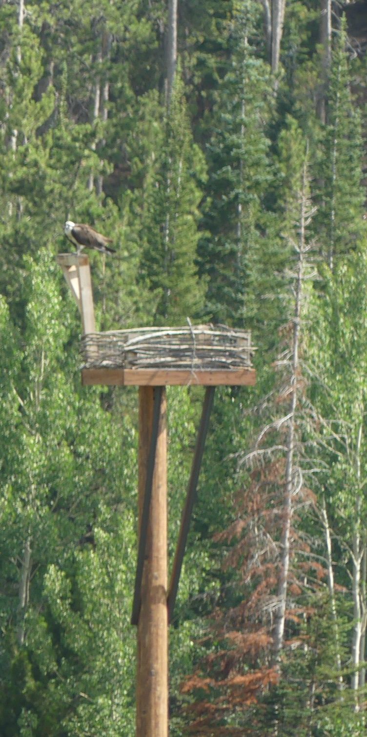 Crystal Lakes Community Fund Association Osprey Nesting Pole Crystal Lake
