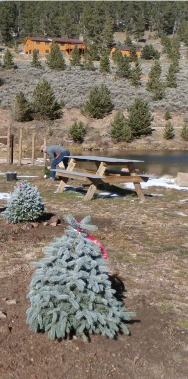 Crystal Lakes Community Fund Association Crystal Park Tree Planting